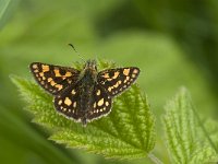 Carterocephalus palaemon 75, male, Bont dikkopje, Saxifraga-Marijke Verhagen