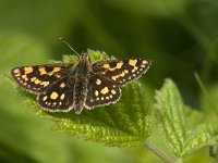 Carterocephalus palaemon 76, female, Bont dikkopje, Saxifraga-Marijke Verhagen