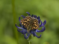 Carterocephalus palaemon 80, female, Bont dikkopje, Saxifraga-Marijke Verhagen