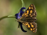 Carterocephalus palaemon 83, male, Bont dikkopje, Saxifraga-Marijke Verhagen