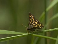 Carterocephalus palaemon 86, Bont dikkopje, Saxifraga-Jan van der Straaten