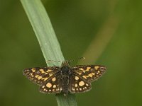 Carterocephalus palaemon 92, Bont dikkopje, Saxifraga-Jan van der Straaten