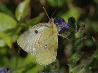 Colias phicomone 2, Bergluzernevlinder, male, Saxifraga-Jan van der Straaten