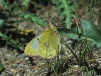 Colias phicomone 4, Bergluzernevlinder, Vlinderstichting-Kars Veling