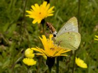 Colias phicomone 5, Bergluzernevlinder, Vlinderstichting-Kars Veling