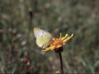 Colias phicomone 7, Bergluzernevlinder, Vlinderstichting-Albert Vliegenthart