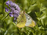 Colias phicomone 8, Bergluzernevlinder, Saxifraga-Jan van der Straaten