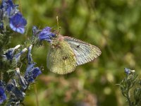 Colias phicomone 9, Bergluzernevlinder, Saxifraga-Marijke Verhagen