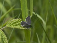 Cupido minimus 8, Dwergblauwtje, male, Saxifraga-Jan van der Straaten