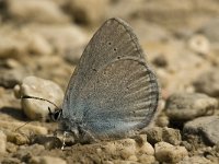 Cyaniris semiargus 10, Klaverblauwtje, male, Saxifraga-Jan van der Straaten