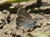 Cyaniris semiargus 11, Klaverblauwtje, male, Saxifraga-Jan van der Straaten