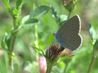 Cyaniris semiargus 17, Klaverblauwtje, Vlinderstichting-Kars Veling