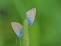 Cyaniris semiargus 19, Klaverblauwtje, Vlinderstichting-Albert Vliegenthart