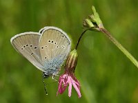 Cyaniris semiargus 20, Klaverblauwtje, Vlinderstichting-Chris van Swaay  5.18 14:16