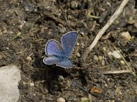 Cyaniris semiargus 21, Klaverblauwtje, Saxifraga-Jan van der Straaten