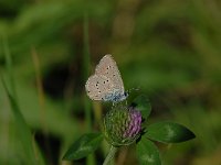 Cyaniris semiargus 23, Klaverblauwtje, Saxifraga-Arthur van Dijk