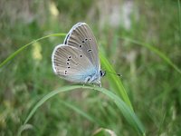 Cyaniris semiargus 24, Klaverblauwtje, Saxifraga-Mireille de Heer