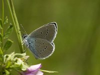 Cyaniris semiargus 28, Klaverblauwtje, male, Saxifraga-Jan van der Straaten