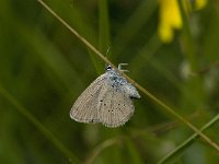 Cyaniris semiargus 32, Klaverblauwtje, Saxifraga-Willem van Kruijsbergen