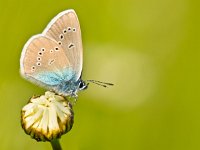 Mazarine Blue Butterfly  Mazarine Blue Butterfly (polyommatus semiargus) on a flower : Bug, Netherlands, animal, antenna, arthropoda, arthropods, background, beautiful, beauty, blue, butterfly, close, color, cyaniris, environment, fauna, feeler, flower, fragile, grass, green, image, imago, insect, love, macro, mazarine, morning, nature, nobody, outdoors, polyommatus, polyommatus semiargus, semiargus, sitting, small, spot, spring, summer, warm, wild, wildlife, wing