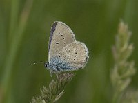 Cyaniris semiargus 4, Klaverblauwtje, female, Saxifraga-Jan van der Straaten