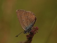 Cyaniris semiargus 41, Klaverblauwtje, Saxifraga-Bas Klaver