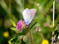 Cyaniris semiargus 42, Klaverblauwtje, Saxifraga-Bart Vastenhouw