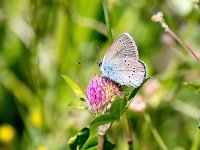 Cyaniris semiargus 44, Klaverblauwtje, Saxifraga-Bart Vastenhouw