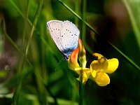 Cyaniris semiargus 45, Klaverblauwtje, Saxifraga-Bart Vastenhouw