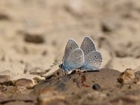 Cyaniris semiargus 46, Klaverblauwtje, Saxifraga-Luuk Vermeer