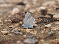 Cyaniris semiargus 47, Klaverblauwtje, Saxifraga-Luuk Vermeer