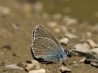 Cyaniris semiargus 5, Klaverblauwtje, female, Saxifraga-Jan van der Straaten