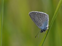 Cyaniris semiargus 58, Klaverblauwtje, Saxifraga-Luuk Vermeer