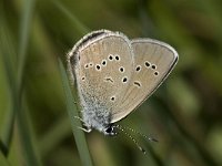 Cyaniris semiargus 6, Klaverblauwtje, female, Saxifraga-Marijke Verhagen