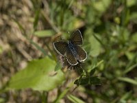 Cyaniris semiargus 7, Klaverblauwtje, female, Saxifraga-Marijke Verhagen