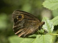 Erebia aethiops 10, Zomererebia, male, Saxifraga-Jan van der Straaten