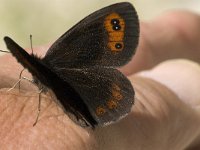 Erebia aethiops 11, Zomererebia, male, Saxifraga-Jan van der Straaten