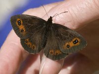 Erebia aethiops 13, Zomererebia, male, Saxifraga-Jan van der Straaten