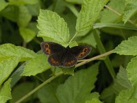 Erebia aethiops 14, Zomererebia, male, Saxifraga-Jan van der Straaten