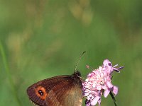 Erebia aethiops 16, Zomererebia, Vlinderstichting-Albert Vliegenthart