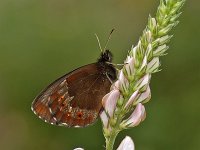 Erebia aethiops 17, Zomererebia, Saxifraga-Ab H Baas