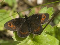 Erebia aethiops 18, Zomererebia, Saxifraga-Jan van der Straaten