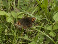 Erebia aethiops 19, Zomererebia, Saxifraga-Jan van der Straaten