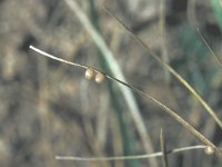 Erebia aethiops 2, Zomererebia, Saxifraga-Frits Bink