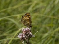 Erebia aethiops 20, Zomererebia, female, Saxifraga-Jan van der Straaten