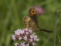 Erebia aethiops 21, Zomererebia, female, Saxifraga-Jan van der Straaten