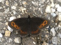 Erebia aethiops 22, Zomererebia, male, Saxifraga-Jan van der Straaten