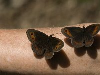 Erebia aethiops 23, Zomererebia, Saxifraga-Jan van der Straaten