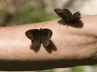 Erebia aethiops 24, Zomererebia, Saxifraga-Jan van der Straaten