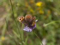 Erebia aethiops 25, Zomererebia, Saxifraga-Jan Nijendijk